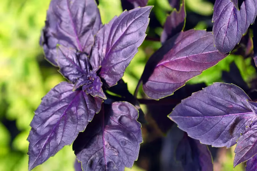 imagen_2024-07-16_111912967