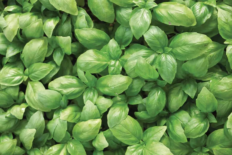 imagen_2024-07-16_112025484